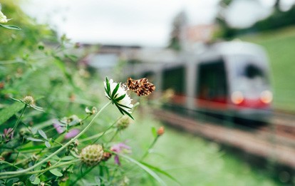 Die vielen Grünflächen, auf die die Wiener Linien immer schon besonderes Augenmerk legen, beherbergen eine große Zahl unterschiedlicher Tier- und Pflanzenarten.