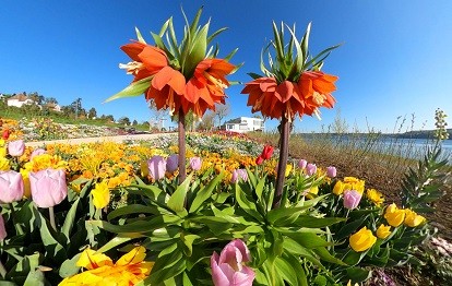 Blütenpracht im Uferpark (Bild: Achim Mende)