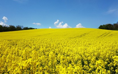 Die Deutsche Umwelthilfe (DUH) fordert die Bundesregierung auf, die staatlich geförderte Verschwendung von Raps, Weizen und Mais als Agrosprit im Tank sofort zu beenden. Nachdem Umweltministerin Lemke einen entsprechenden Gesetzesentwurf angekündigt hat, diskutiert die Bundesregierung aktuell über den Förderstopp von Agrosprit.