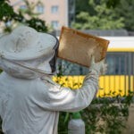 Bienenhaltung auf den Betriebshöfen der BVG